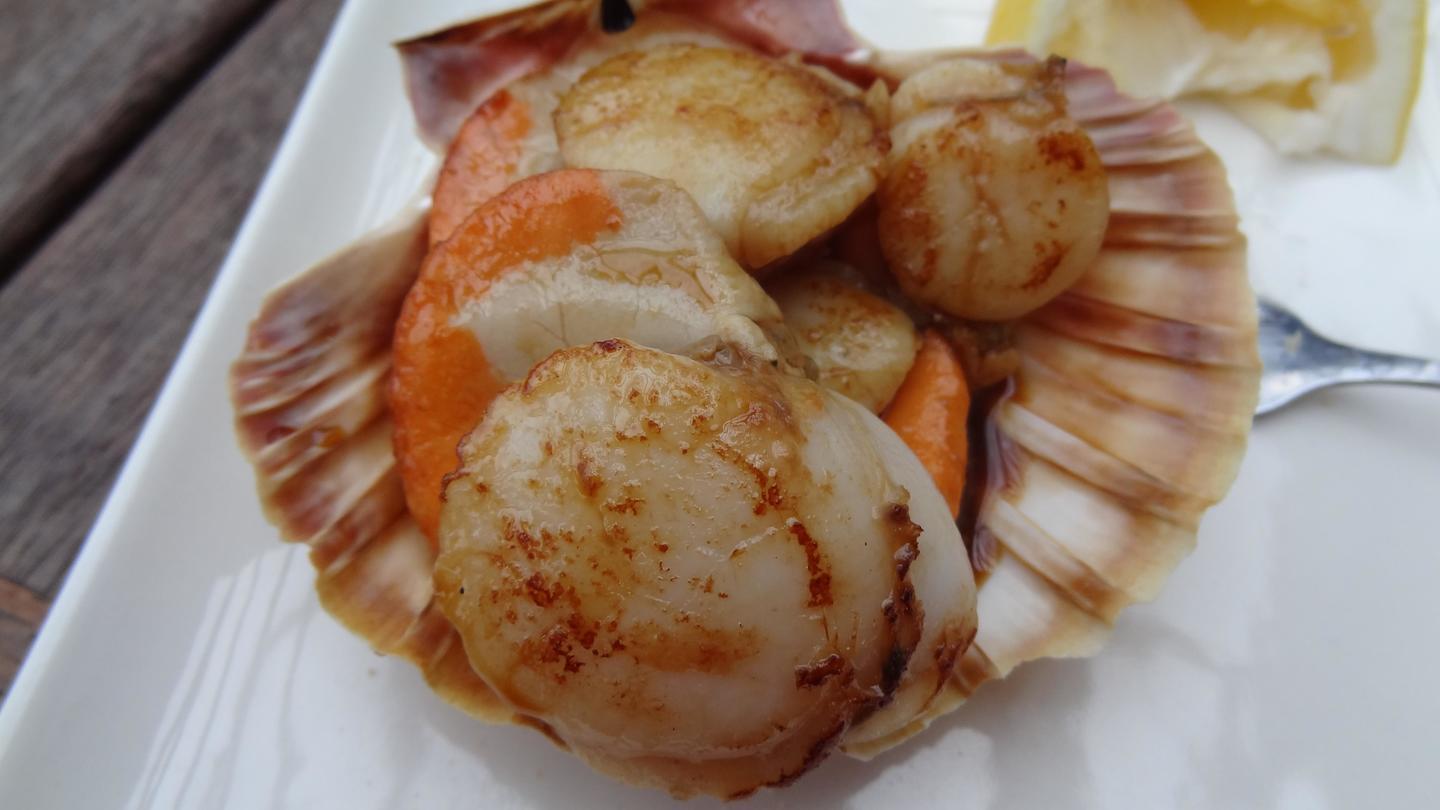 Scallop